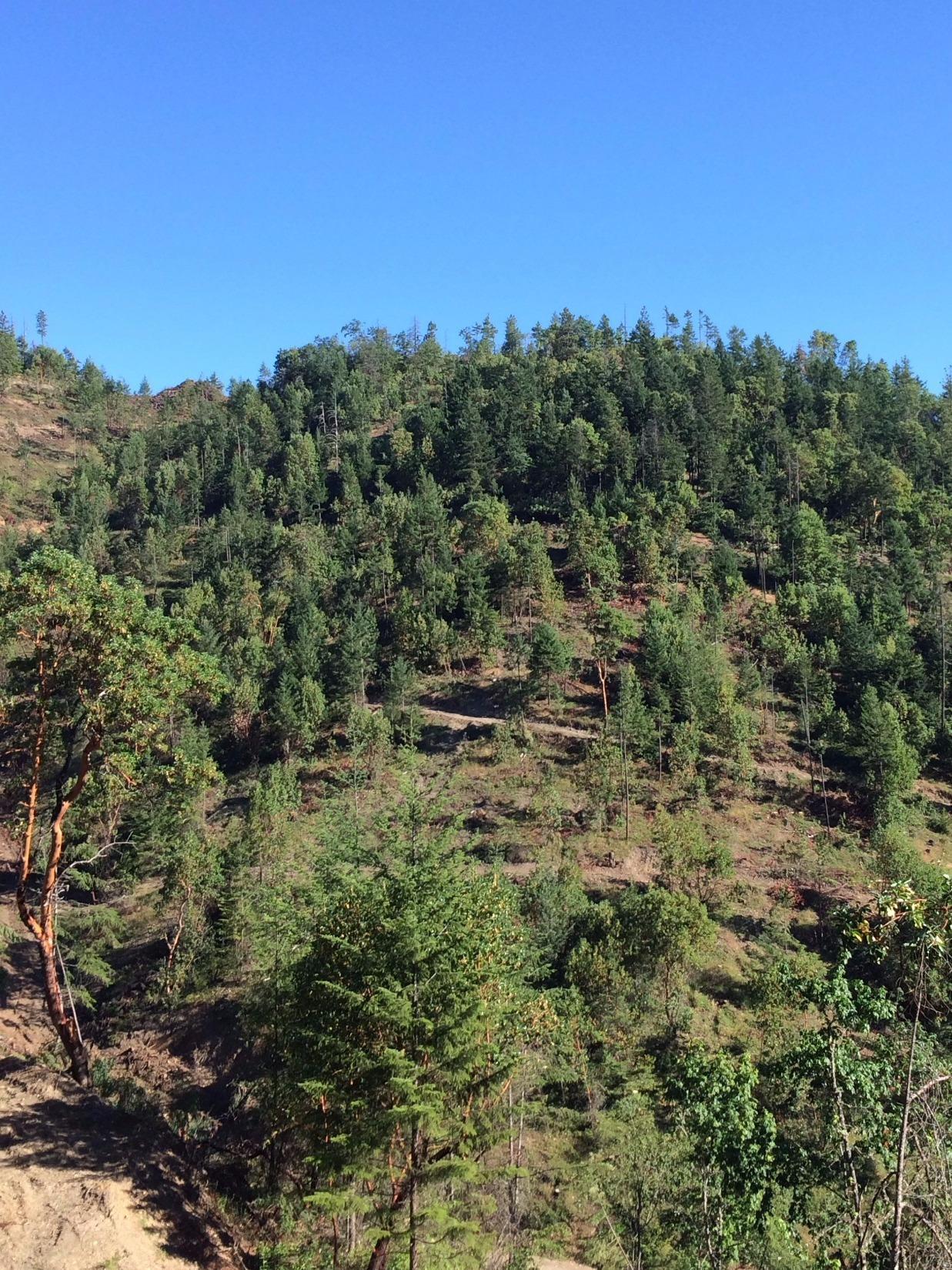 1400 Hummingbird Lane Talent, OR 97540 - Photo 2 of 15 view to top of property