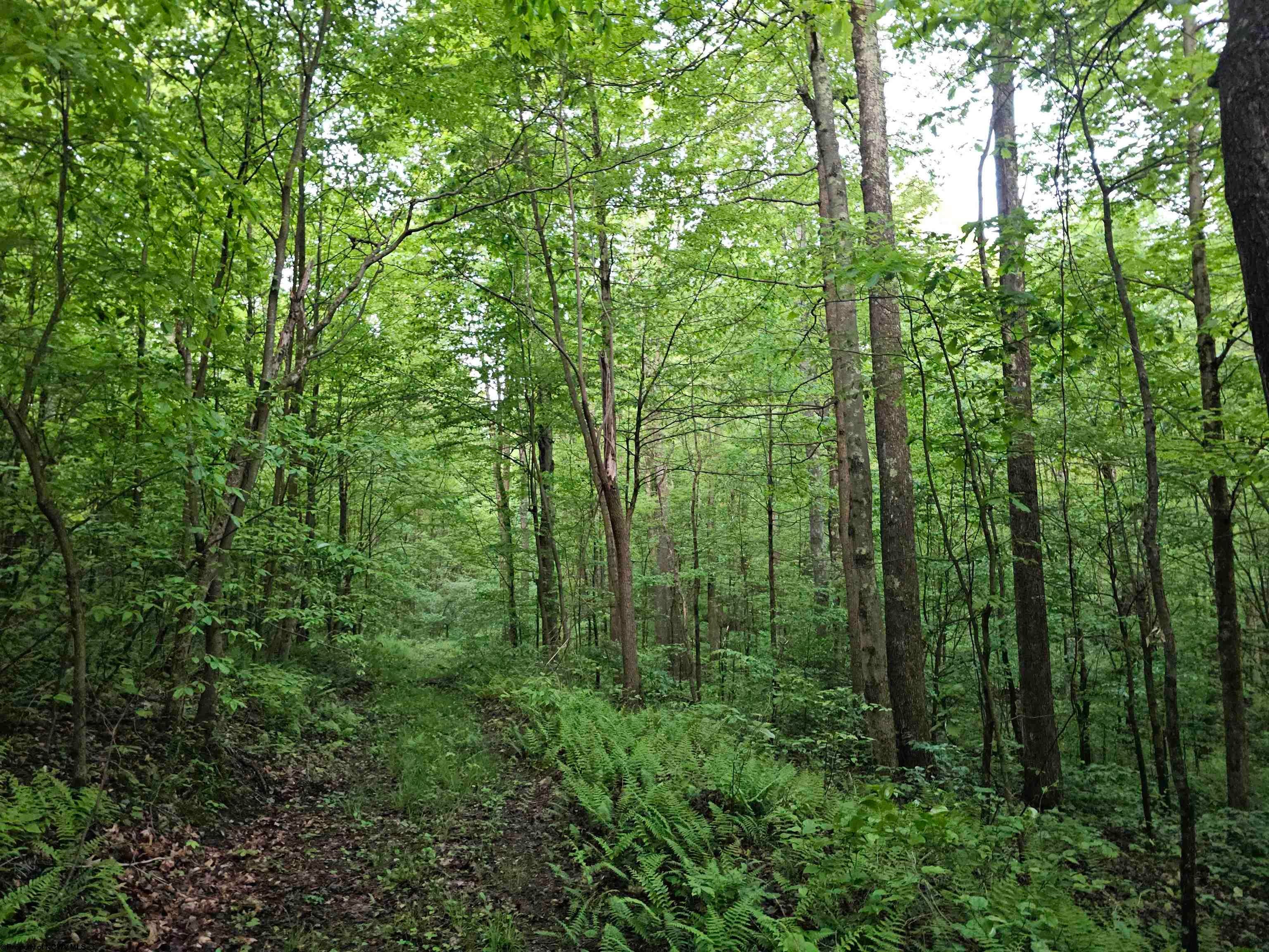 1 John Orr Road Independence, WV 26374 - Photo 14 of 50 Gallery Image 14