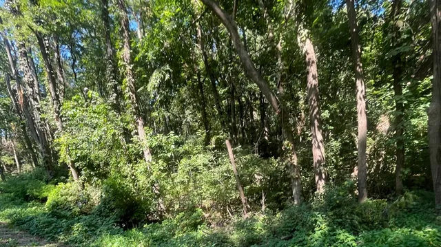 a view of a lush green forest
