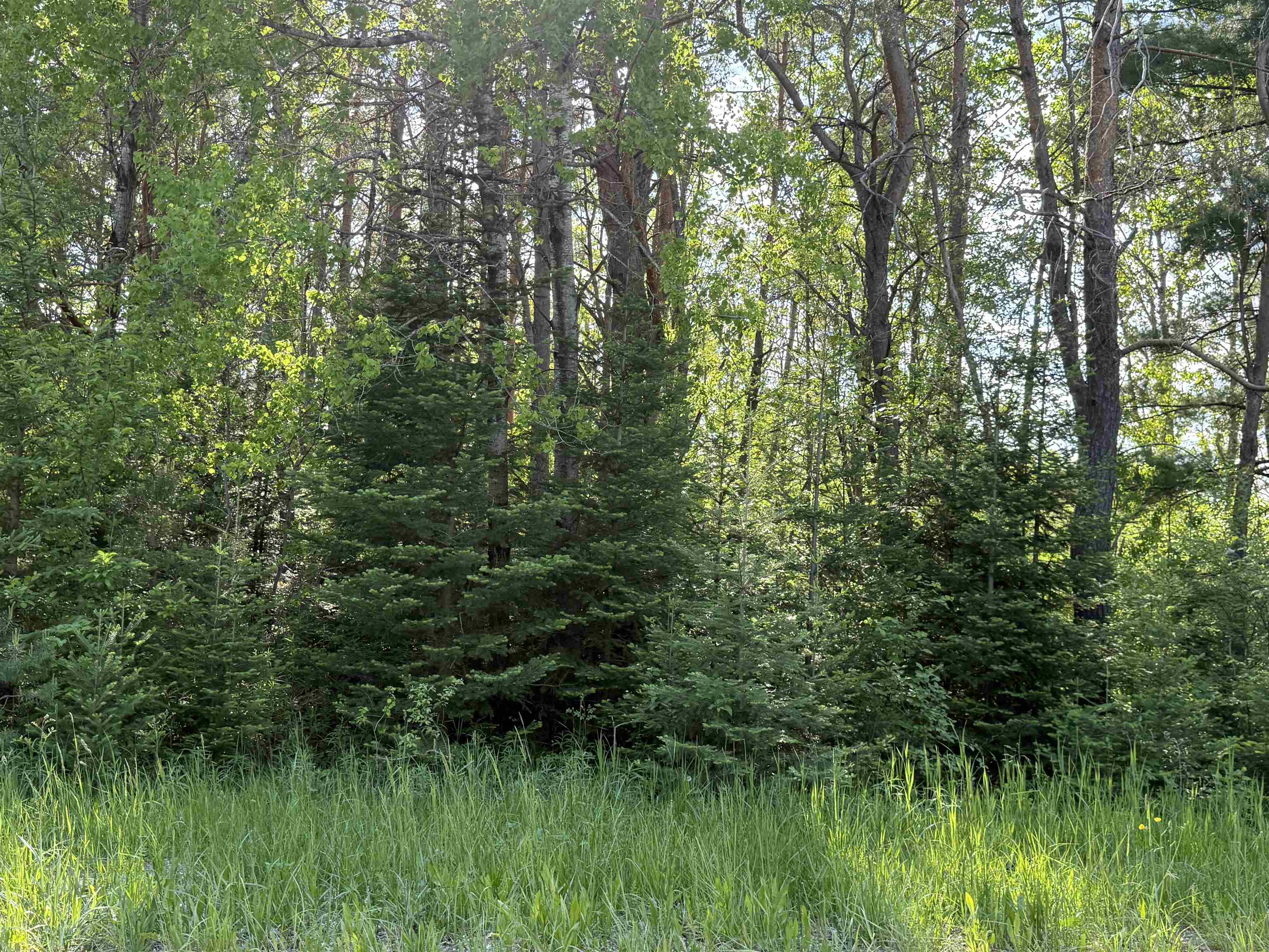 17110 21 Mile Road Tustin, MI 49688 - Photo 9 of 18