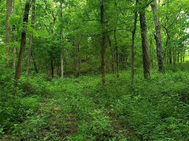 0 East Divide Road Texico, IL 62889 - Photo 17 of 29