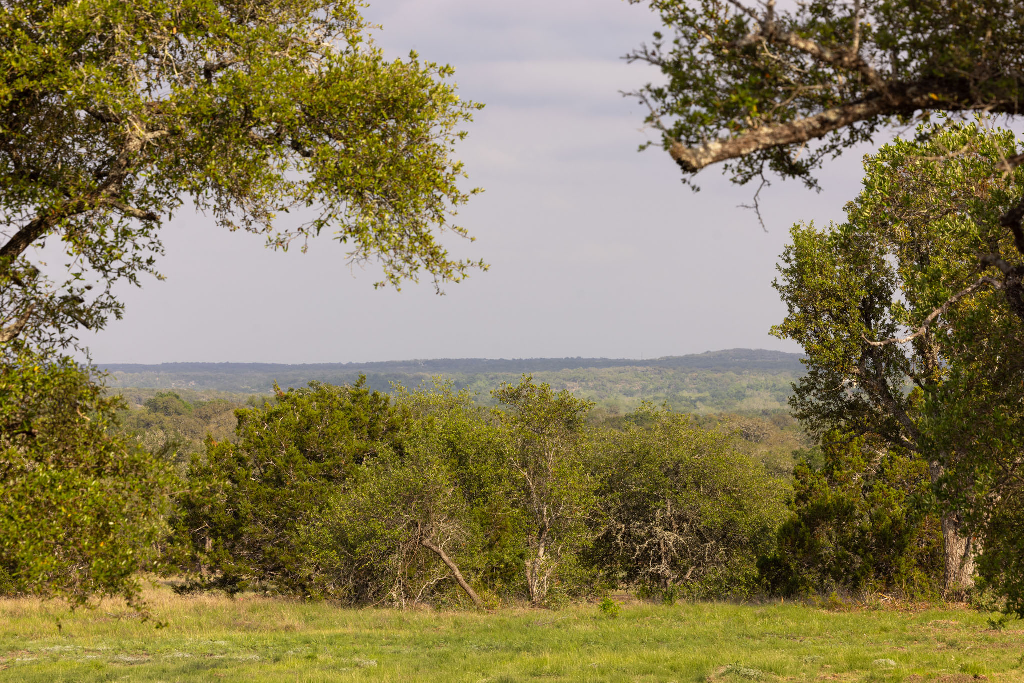 2609 Prochnow Road Dripping Springs, TX 78620 - Photo 13 of 14 Expansive natural landscape framed by mature trees, featuring distant rolling hills, varied foliage, and a grassy foreground
