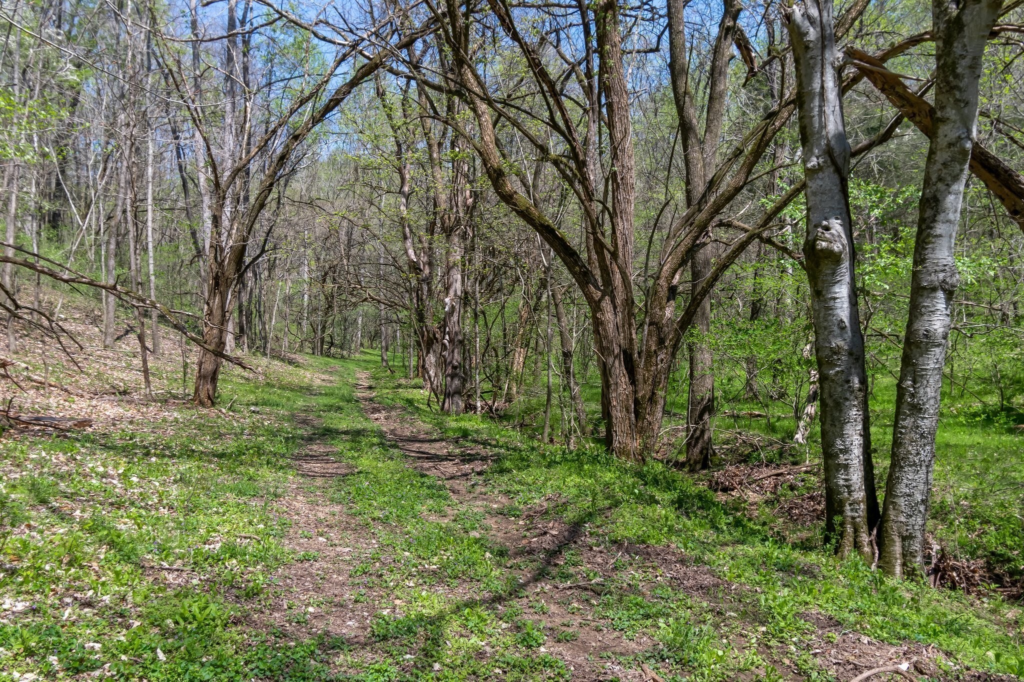 3199 McKnight Road Lewisburg, TN 37091 - Photo 13 of 15 a view of backyard with green space
