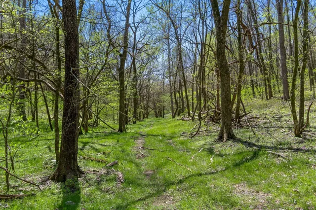 a big yard with lots of green space and trees