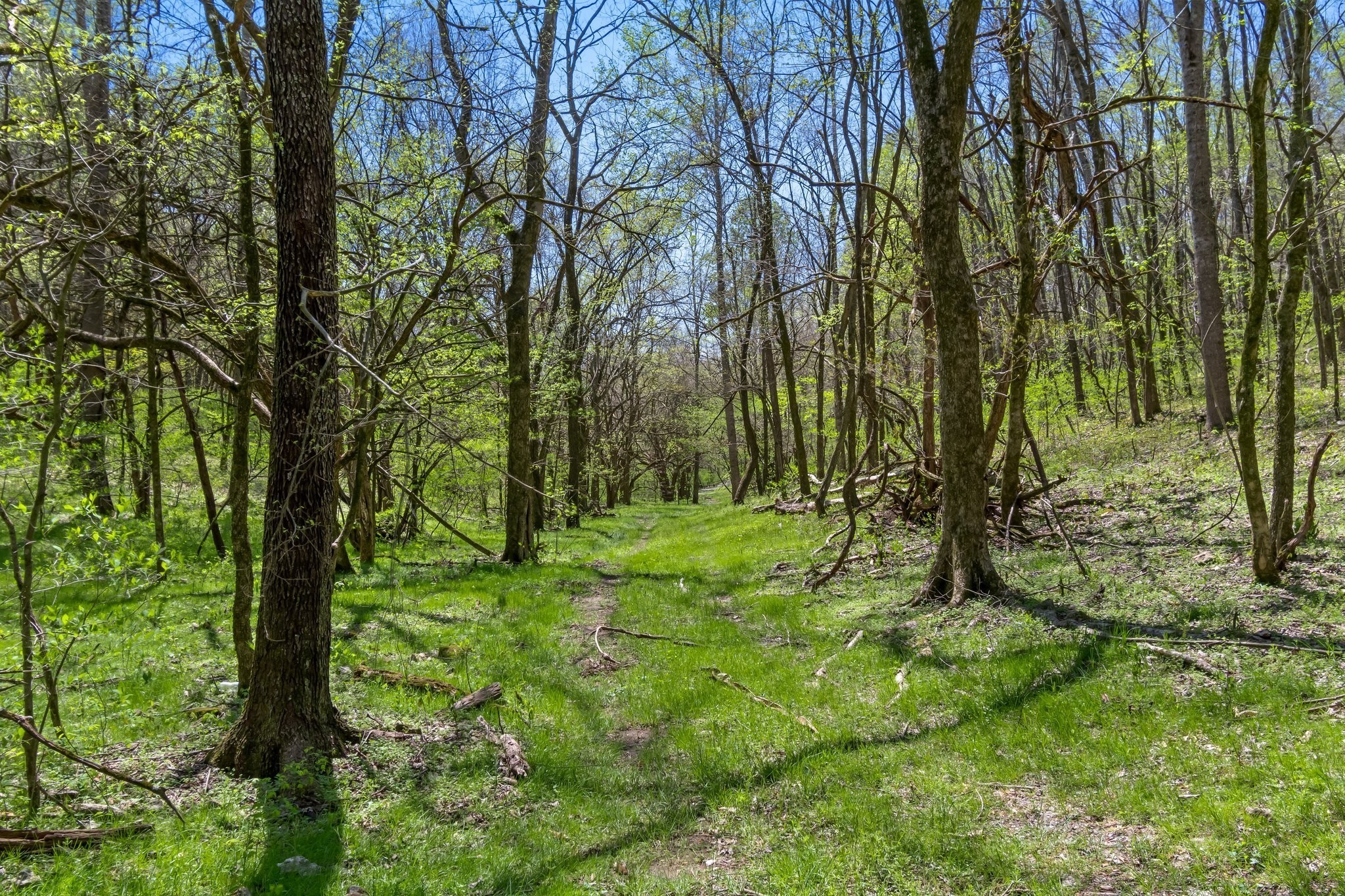 3199 McKnight Road Lewisburg, TN 37091 - Photo 6 of 15 a big yard with lots of green space and trees