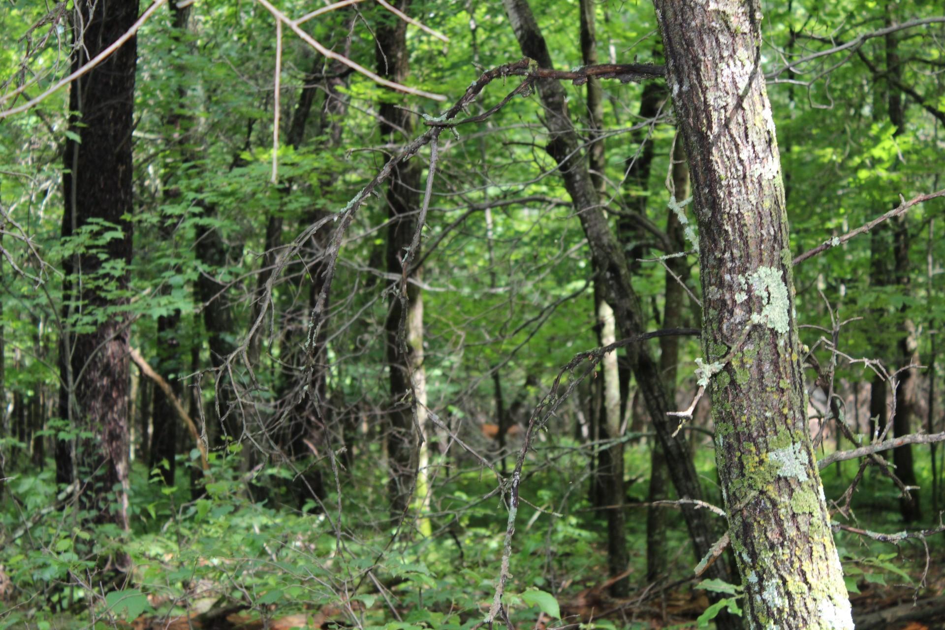 Xxx Anderson Road Grantsburg, WI 54840 - Photo 20 of 27