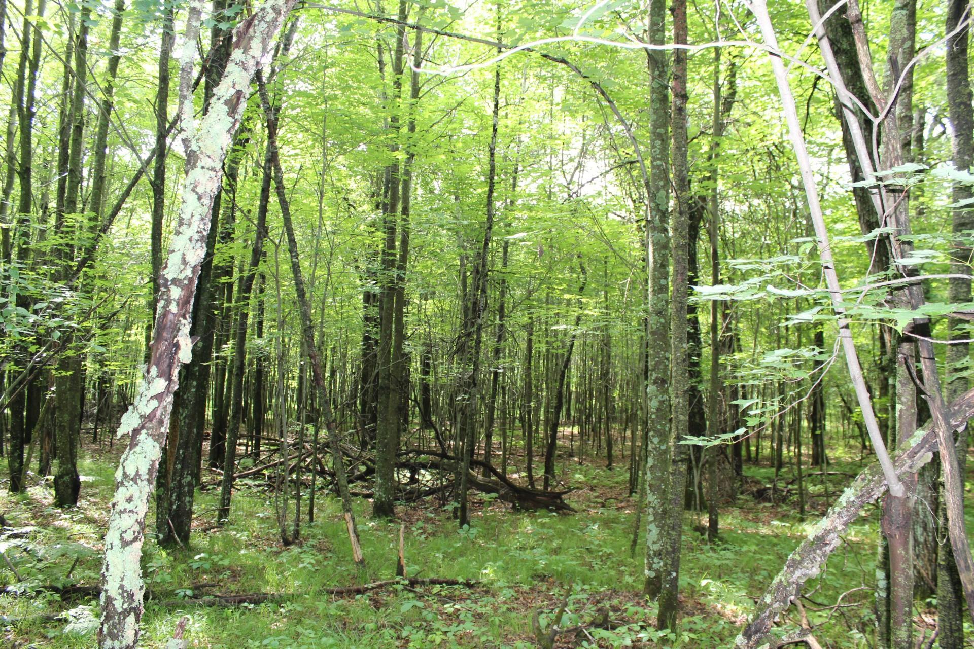 Xxx Anderson Road Grantsburg, WI 54840 - Photo 21 of 27