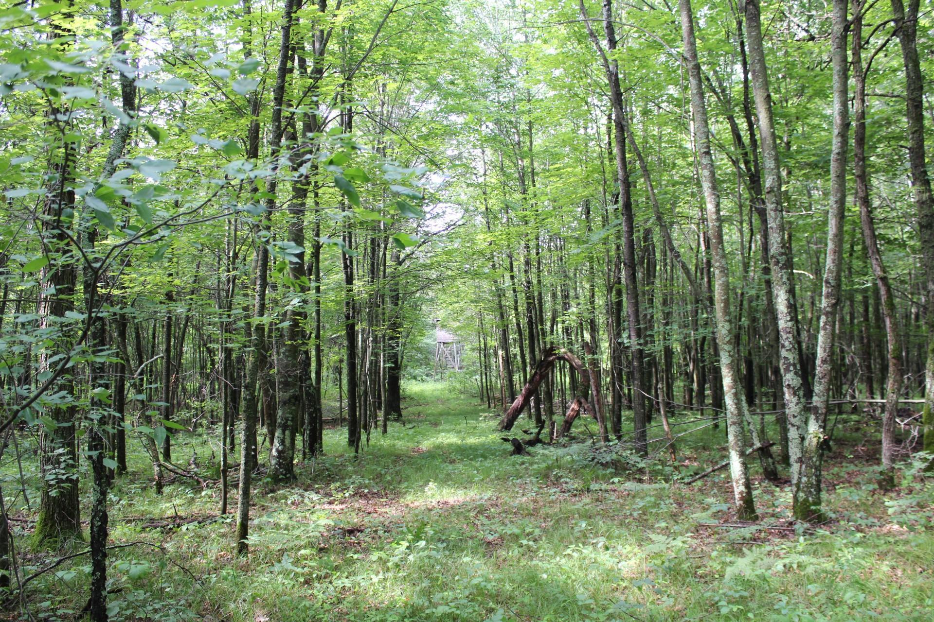 Xxx Anderson Road Grantsburg, WI 54840 - Photo 22 of 27