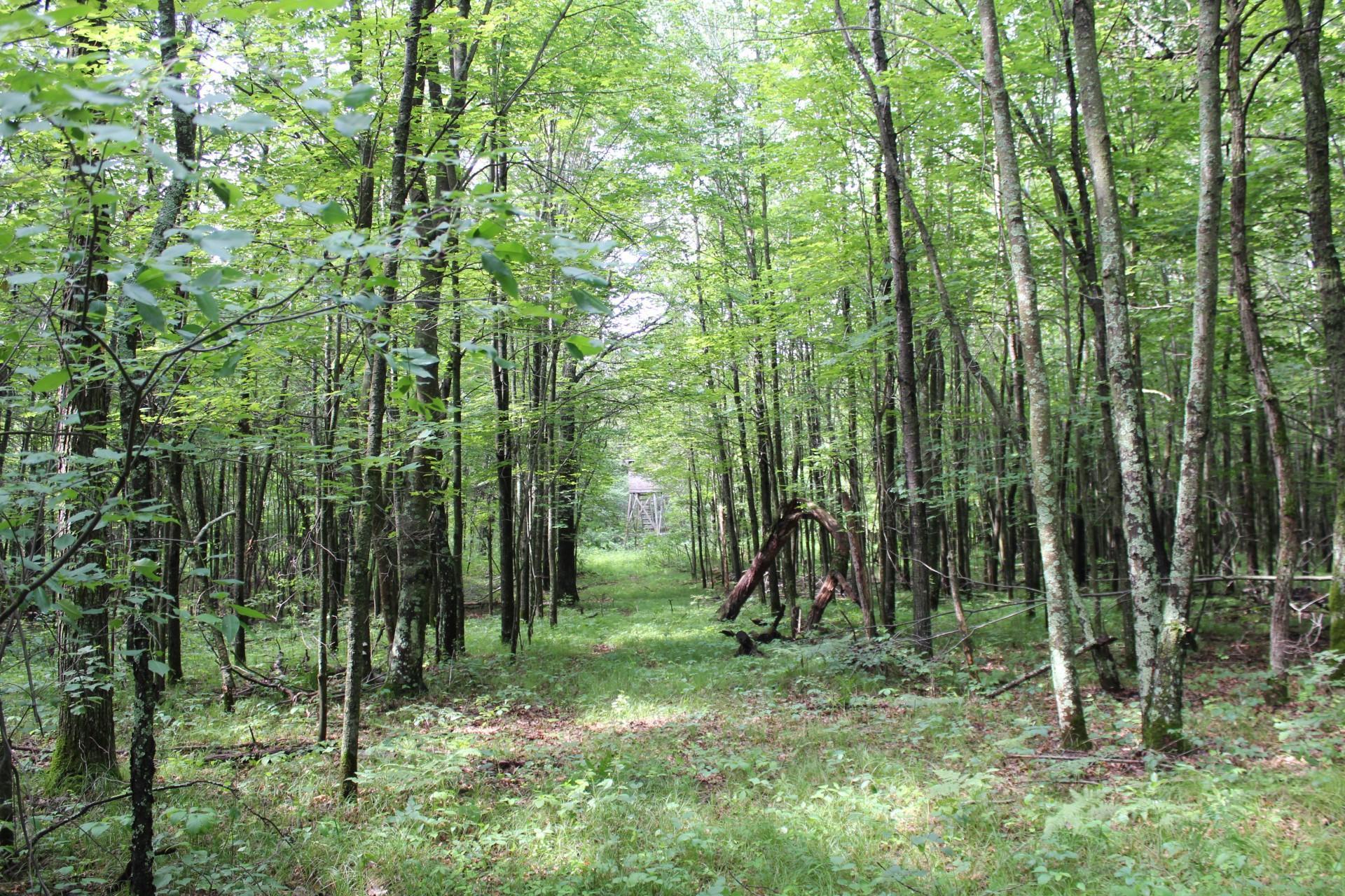 Xxx Anderson Road Grantsburg, WI 54840 - Photo 22 of 27