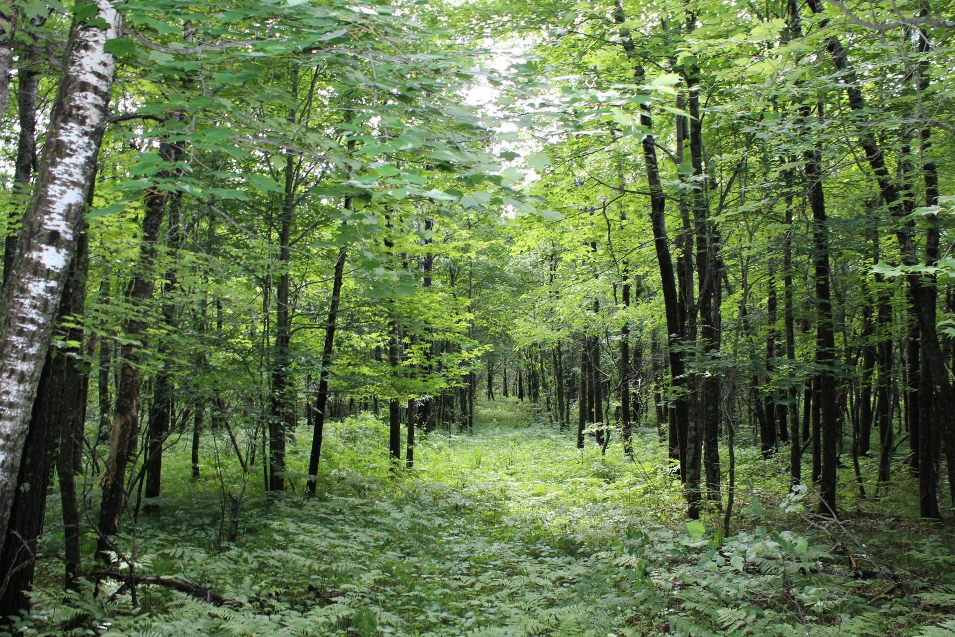 Xxx Anderson Road Grantsburg, WI 54840 - Photo 24 of 27