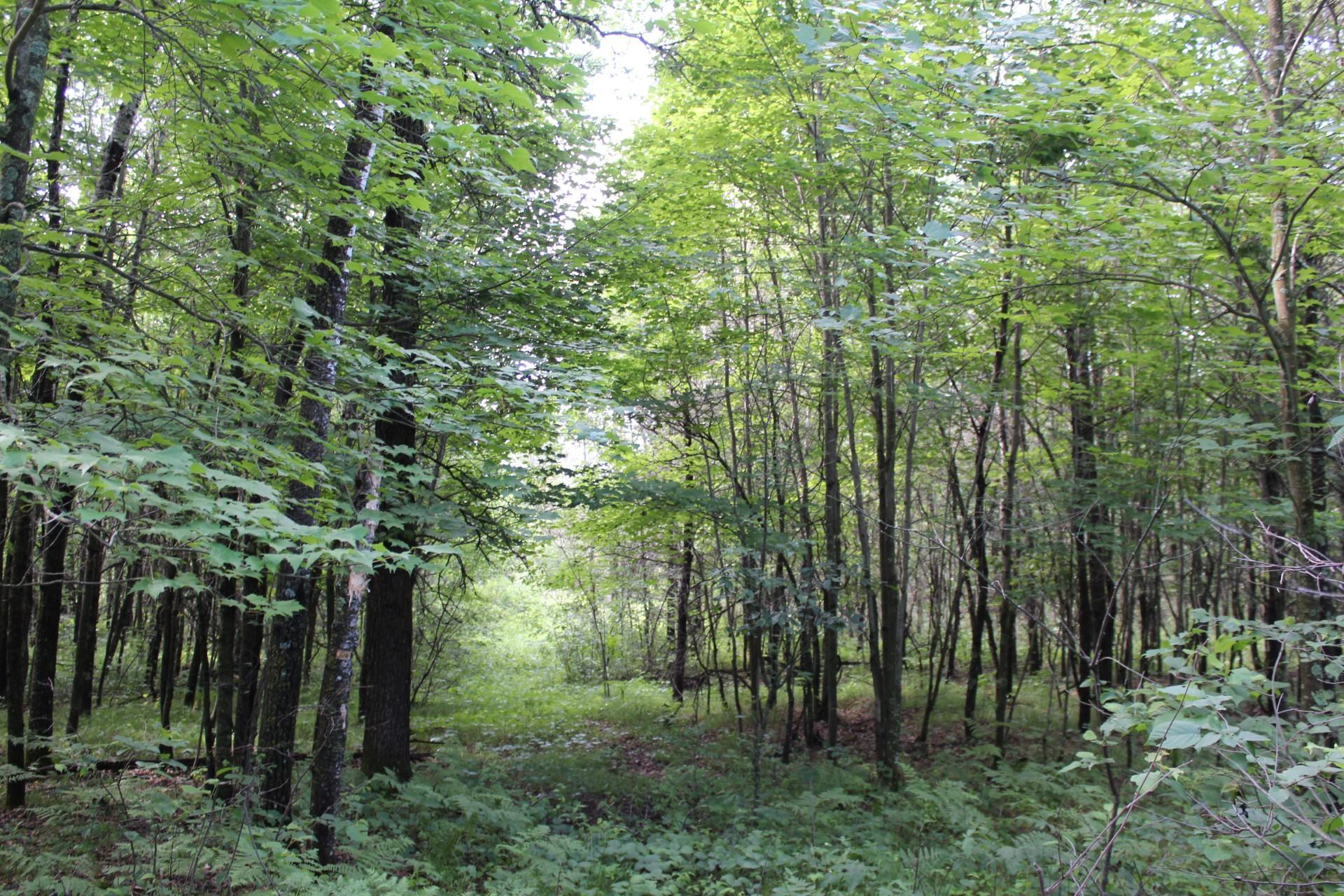 Xxx Anderson Road Grantsburg, WI 54840 - Photo 25 of 27