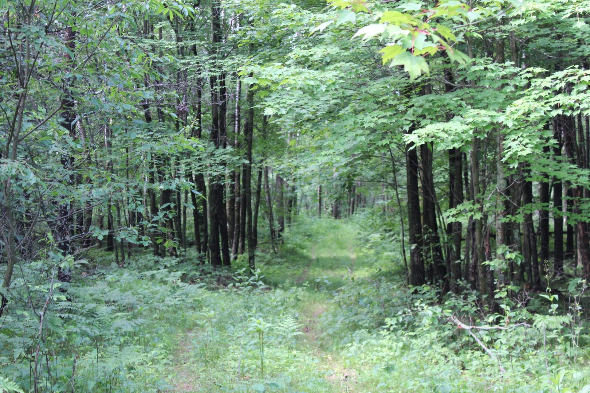 Xxx Anderson Road Grantsburg, WI 54840 - Photo 26 of 27