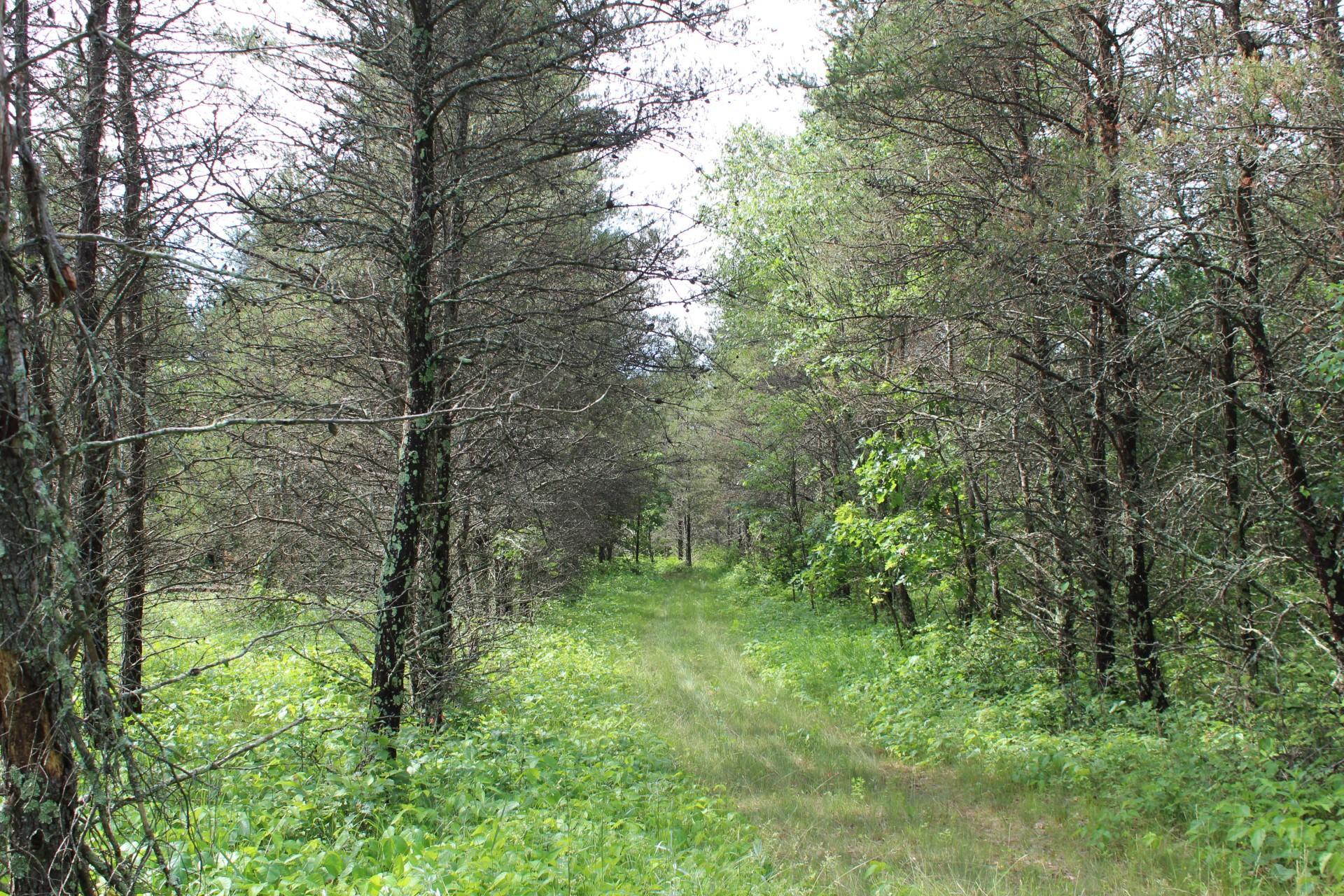 Xxx Anderson Road Grantsburg, WI 54840 - Photo 5 of 27