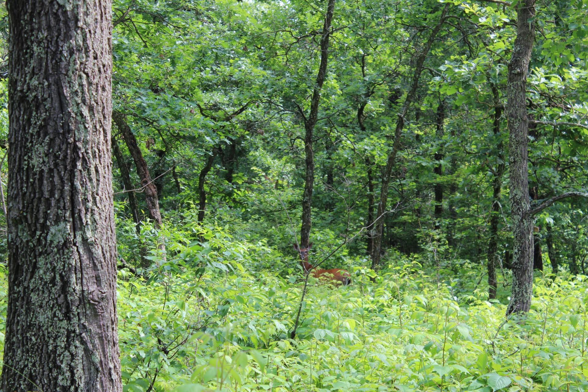 Xxx Anderson Road Grantsburg, WI 54840 - Photo 9 of 27