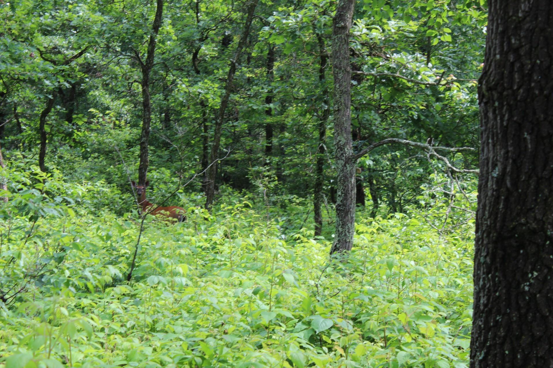 Xxx Anderson Road Grantsburg, WI 54840 - Photo 10 of 27