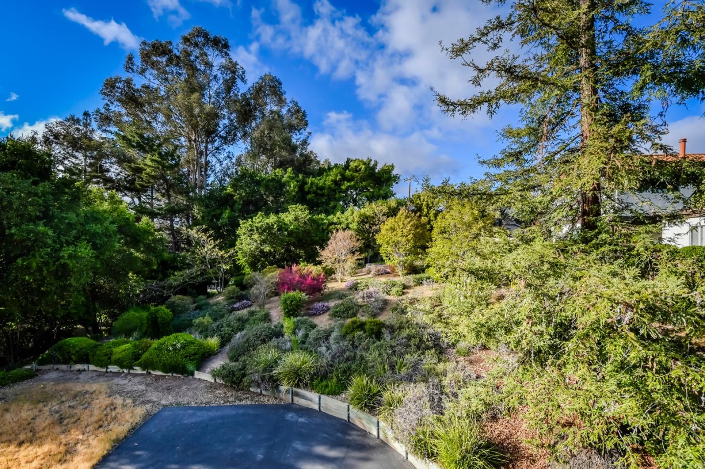 22059 McClellan Road Cupertino, CA 95014 - Photo 40 of 40 a view of a garden with plants and large trees