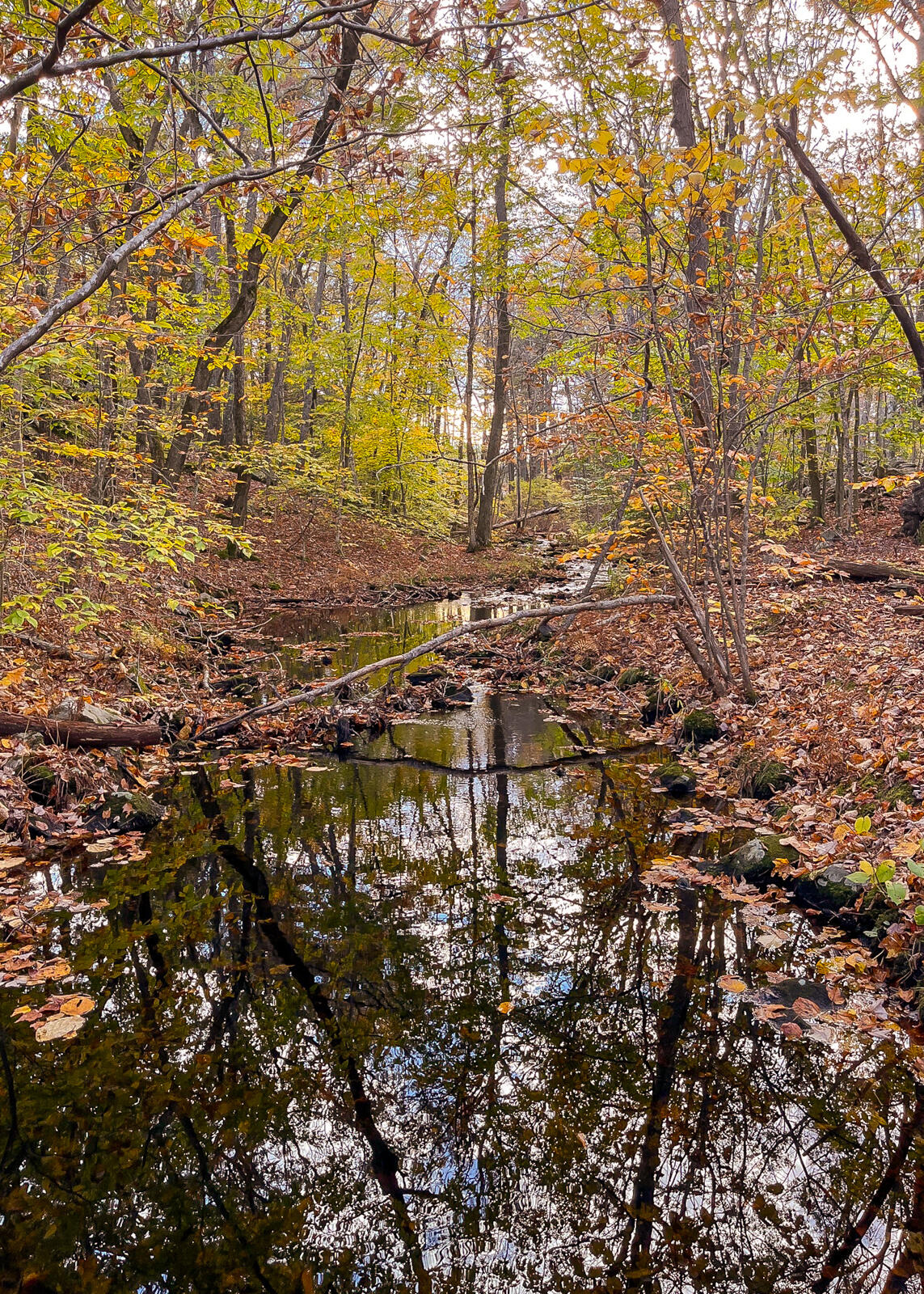 5 Quartz Knob Road Cape Elizabeth, ME 04107 - Photo 50 of 53 Cape Green Belt Trail 3