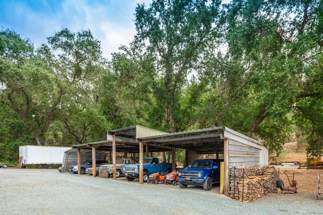 a view of a yard with plants and large trees