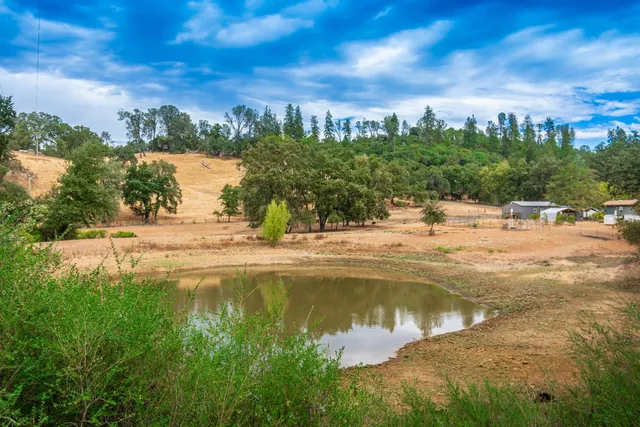 a view of a forest with trees in the background