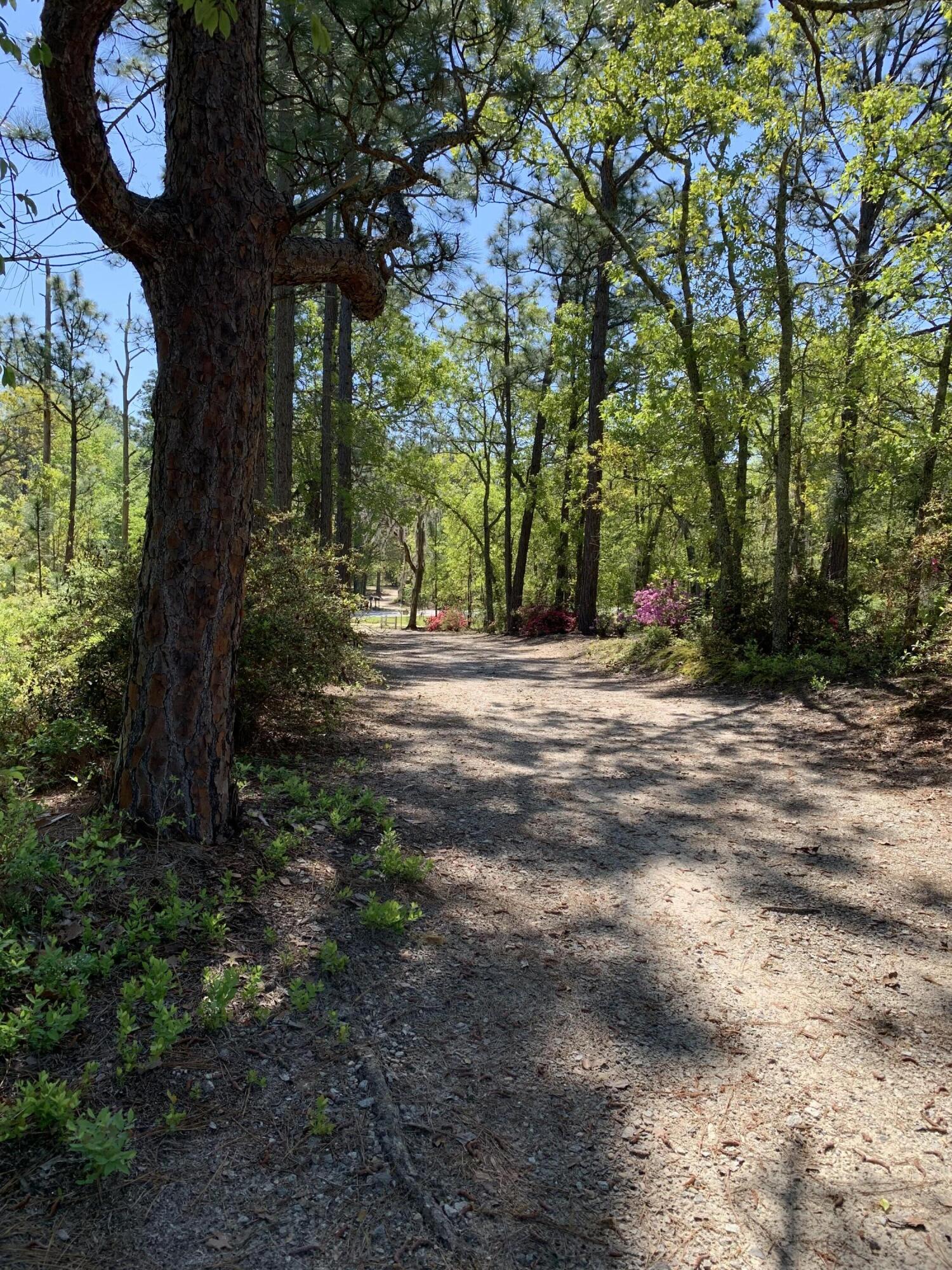5063 Seven Pines Road Barnwell, SC 29812 - Photo 5 of 50 Gallery Image 5