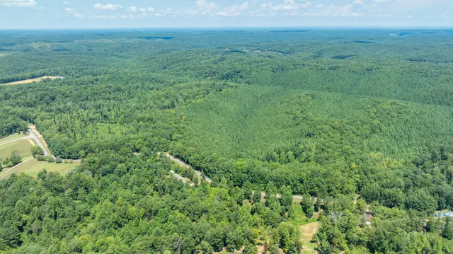 a view of a lush green forest with lots of trees