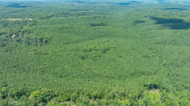 a view of a forest with a plant