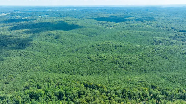 a view of a lush green forest