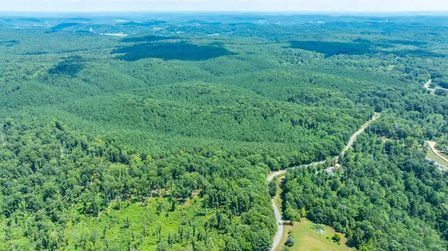 a view of a lush green forest