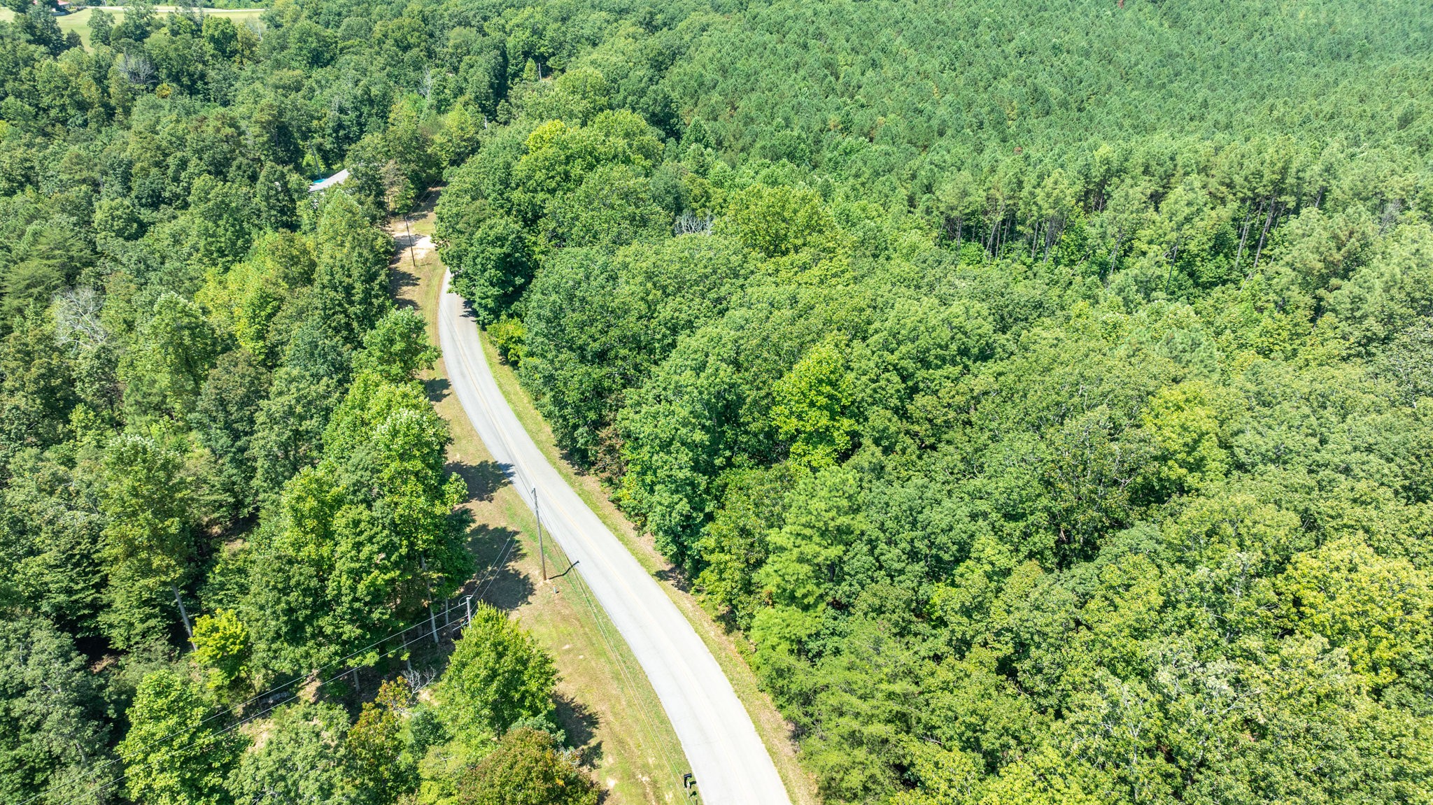 0 Ridgetop Road Hampshire, TN 38461 - Photo 36 of 72 a view of a lush green forest with a plant