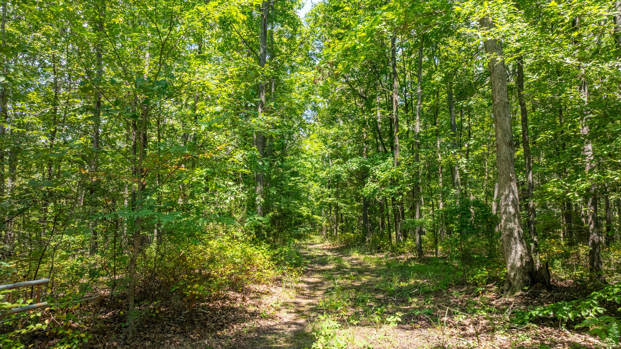 0 Ridgetop Road Hampshire, TN 38461 - Photo 45 of 72 a view of a lush green forest
