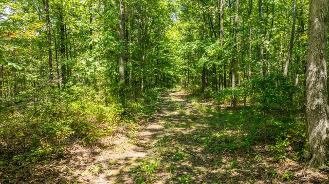 a view of a forest with trees in the background