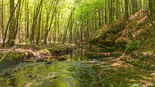 a view of outdoor space and green space