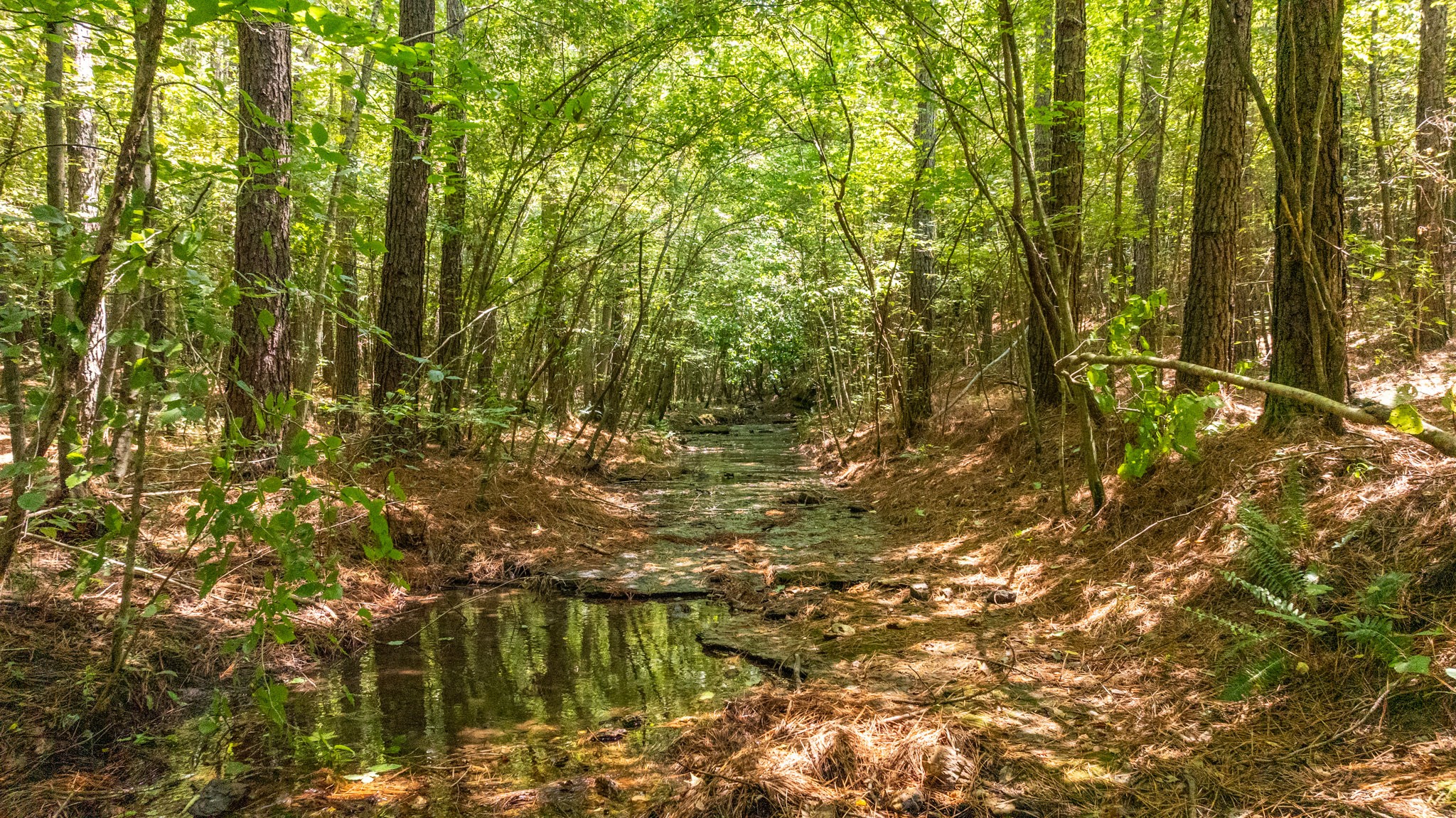 0 Ridgetop Road Hampshire, TN 38461 - Photo 50 of 72