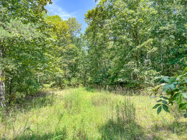 a view of a garden with a pathway