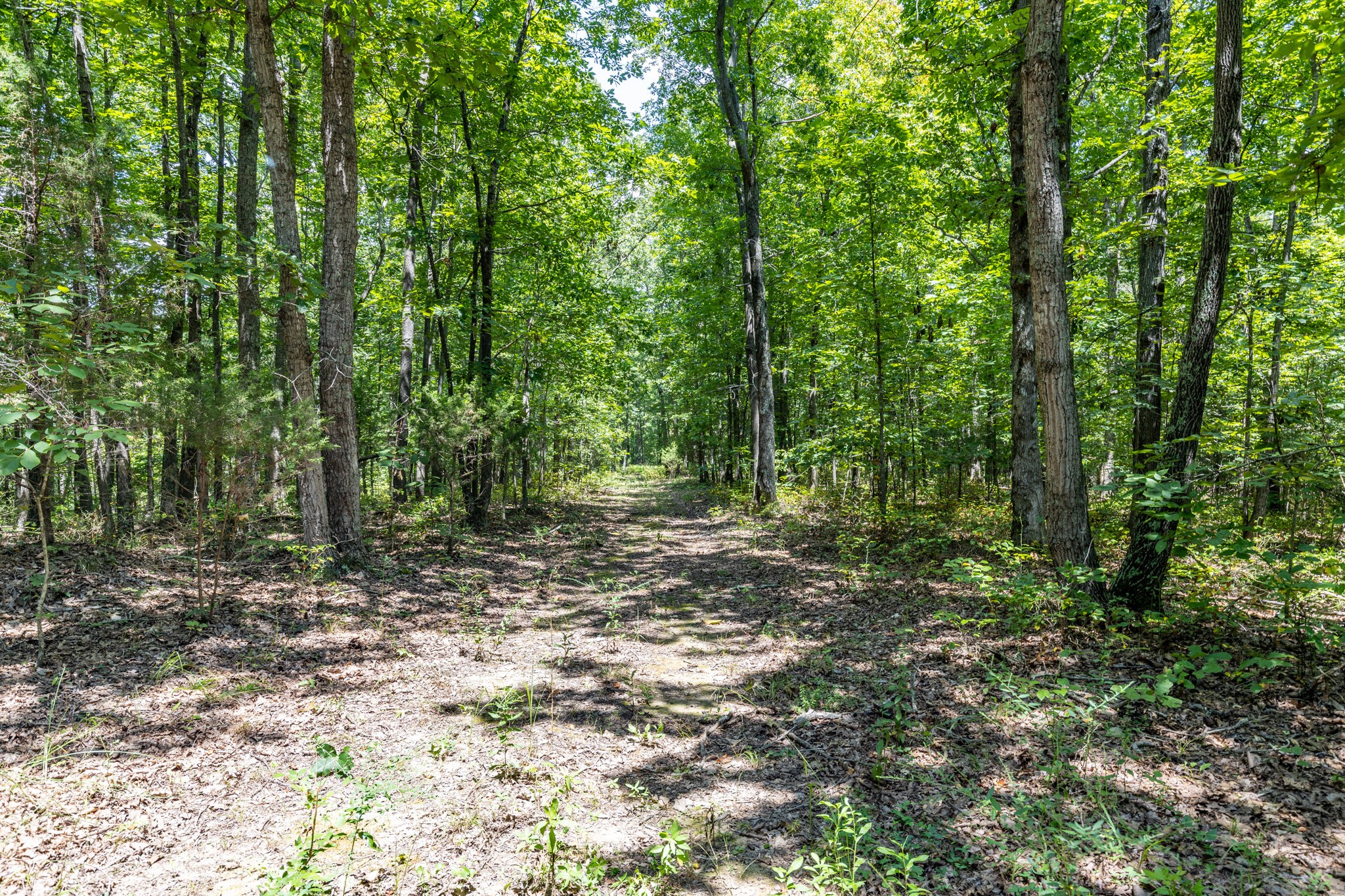 0 Ridgetop Road Hampshire, TN 38461 - Photo 57 of 72 a view of a forest with trees in the background