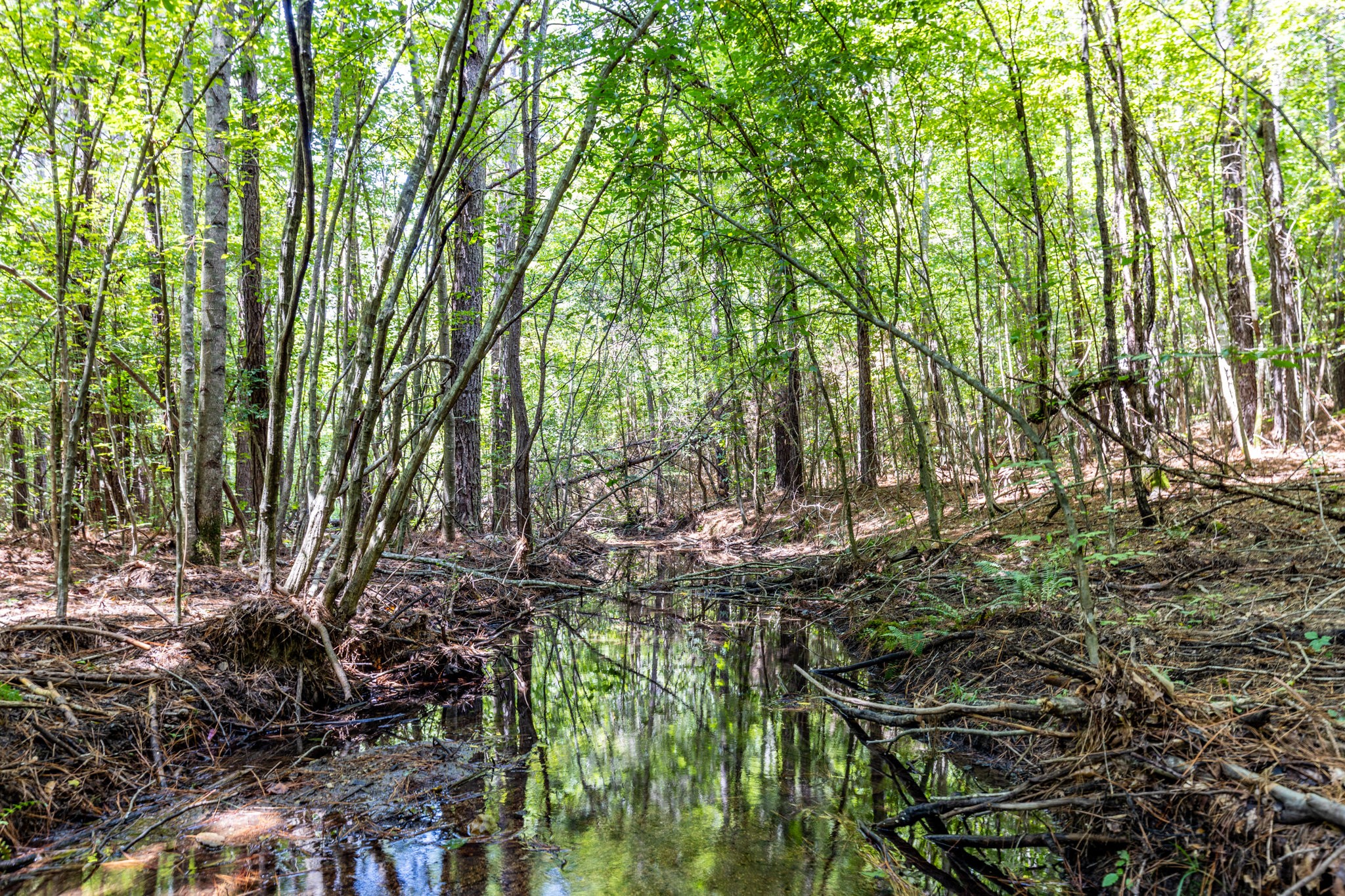 0 Ridgetop Road Hampshire, TN 38461 - Photo 60 of 72 a view of outdoor space and a yard