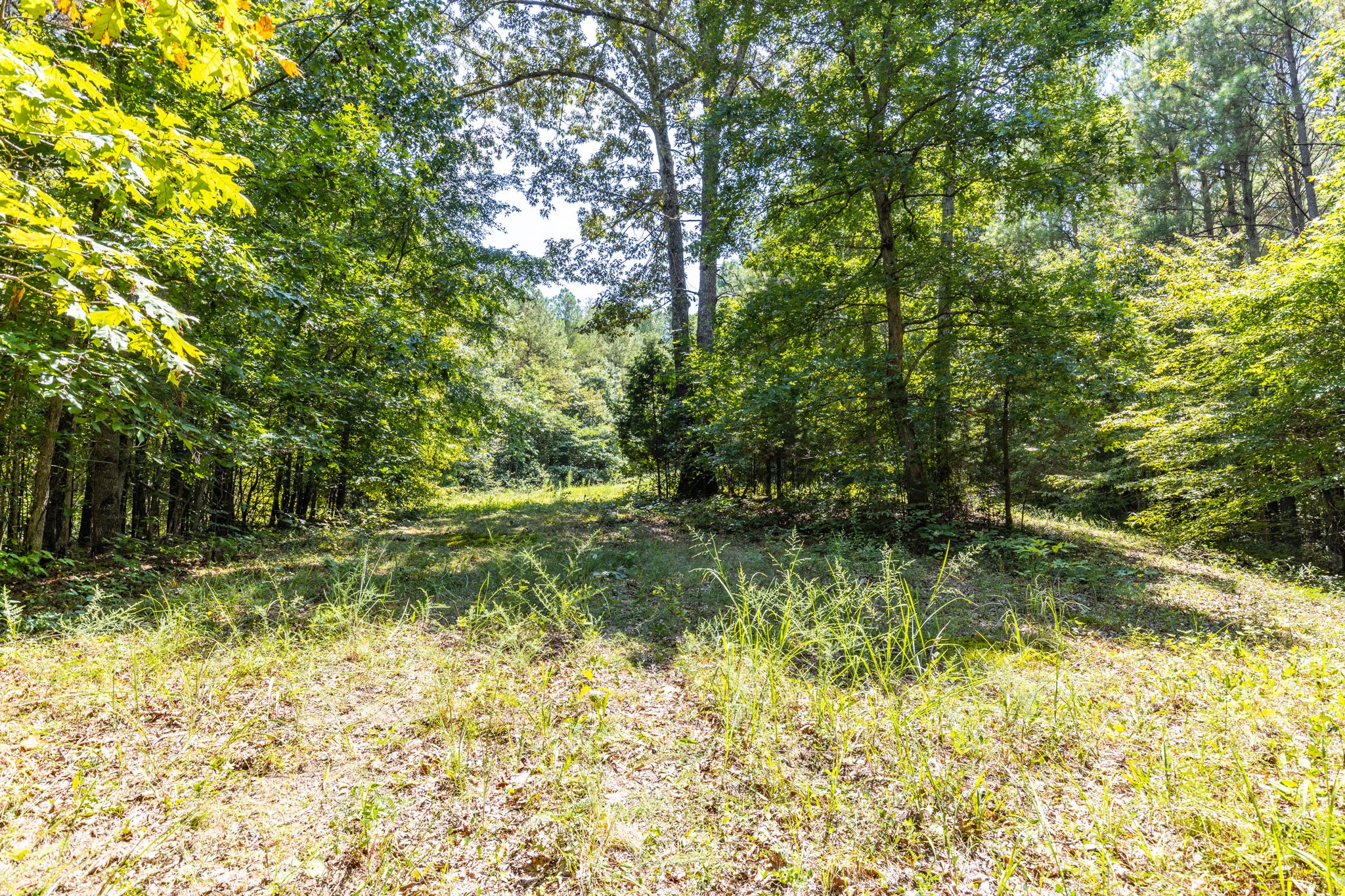 0 Ridgetop Road Hampshire, TN 38461 - Photo 61 of 72 a view of backyard with green space