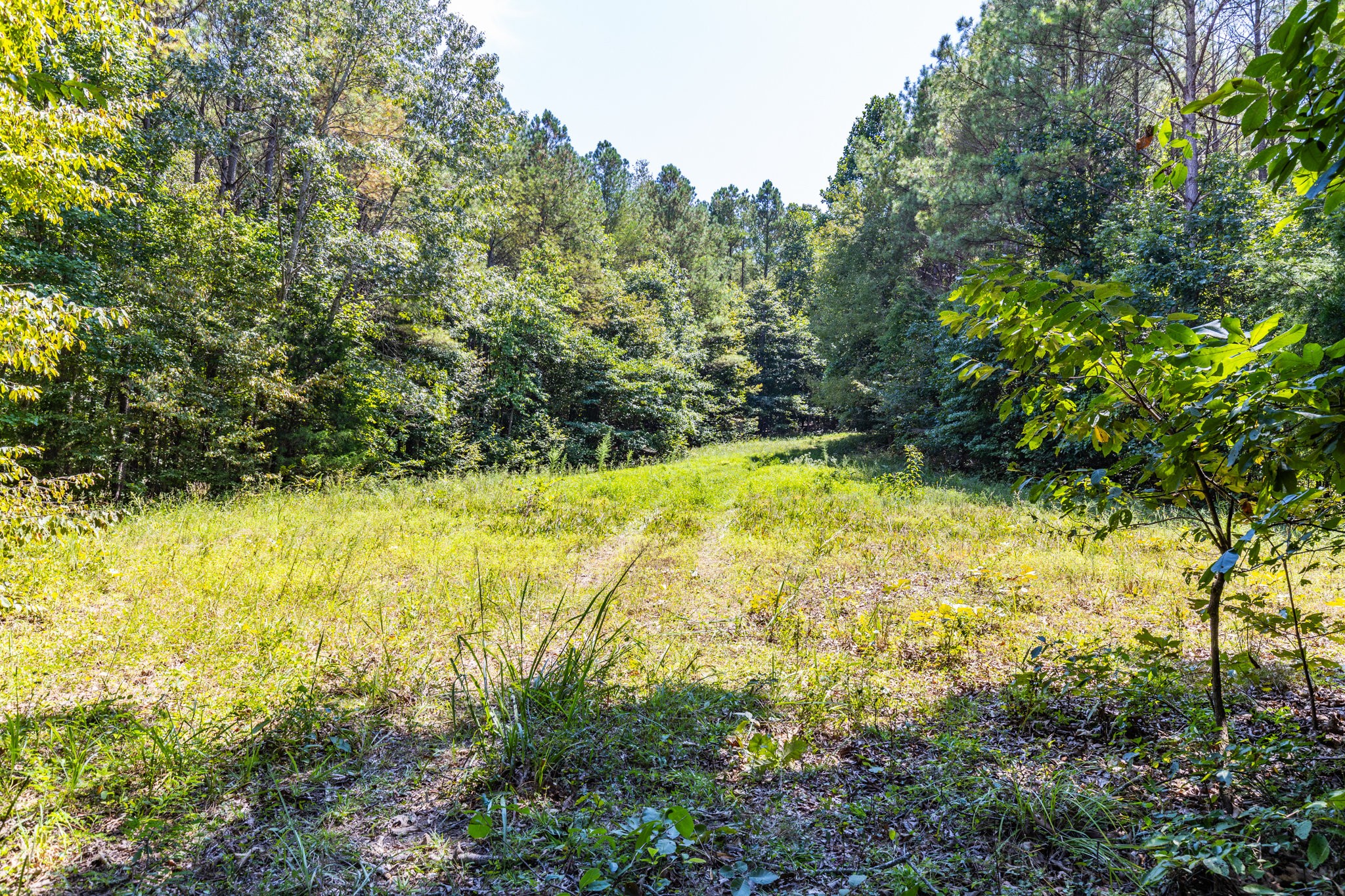 0 Ridgetop Road Hampshire, TN 38461 - Photo 62 of 72 a view of a yard with an outdoor space