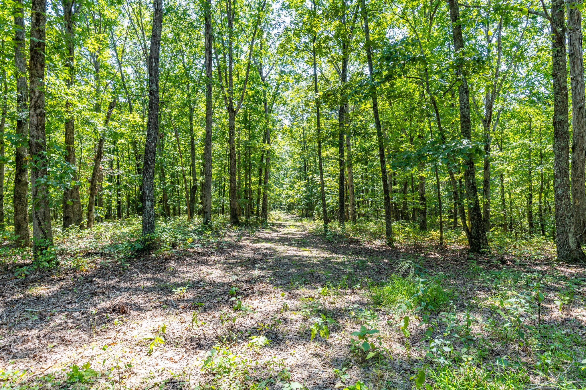 0 Ridgetop Road Hampshire, TN 38461 - Photo 64 of 72 a big yard with lots of green space and deers
