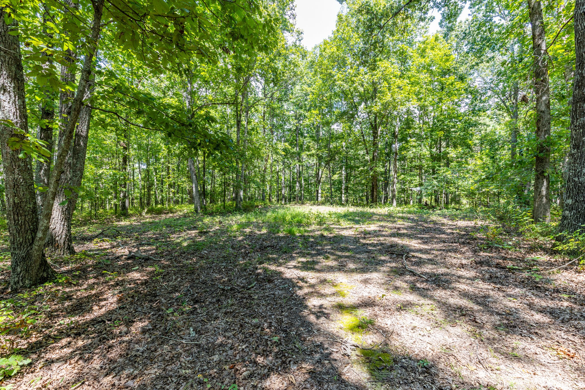 0 Ridgetop Road Hampshire, TN 38461 - Photo 65 of 72 a view of a yard with a tree