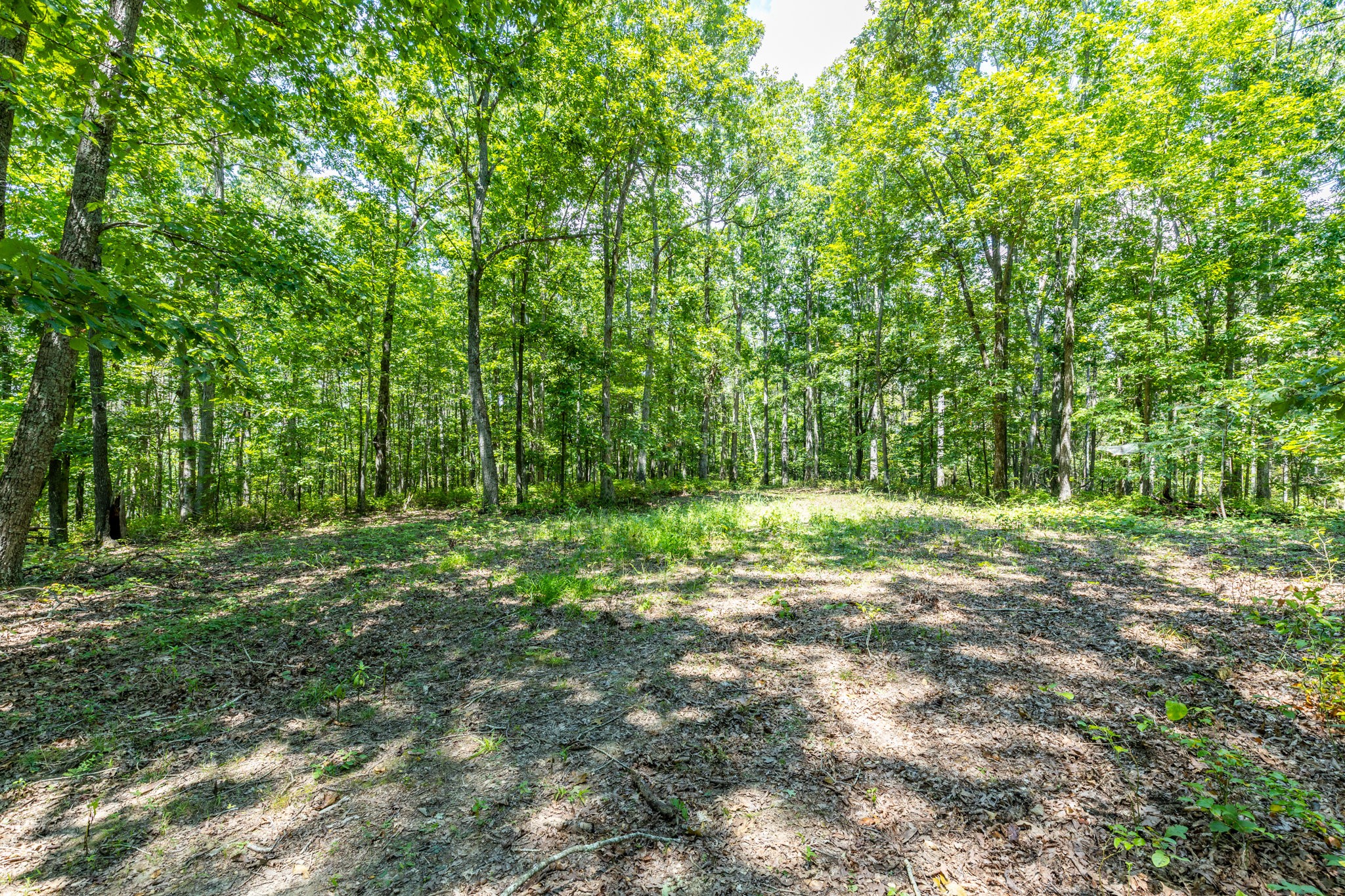 0 Ridgetop Road Hampshire, TN 38461 - Photo 66 of 72 a view of a forest with trees in the background