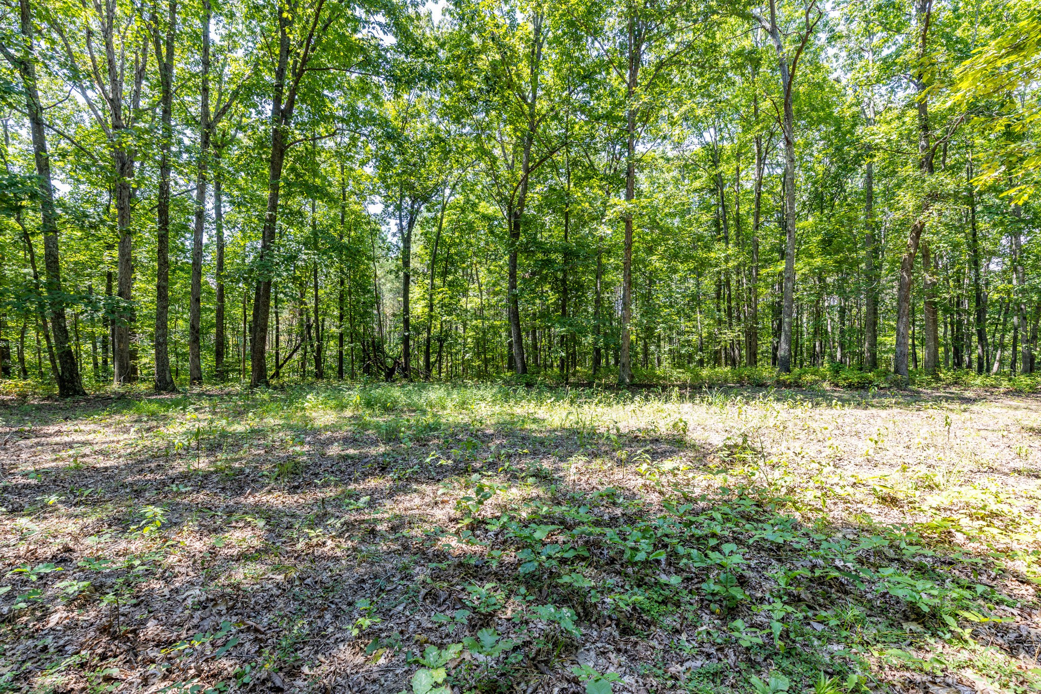 0 Ridgetop Road Hampshire, TN 38461 - Photo 68 of 72 a view of outdoor space with trees