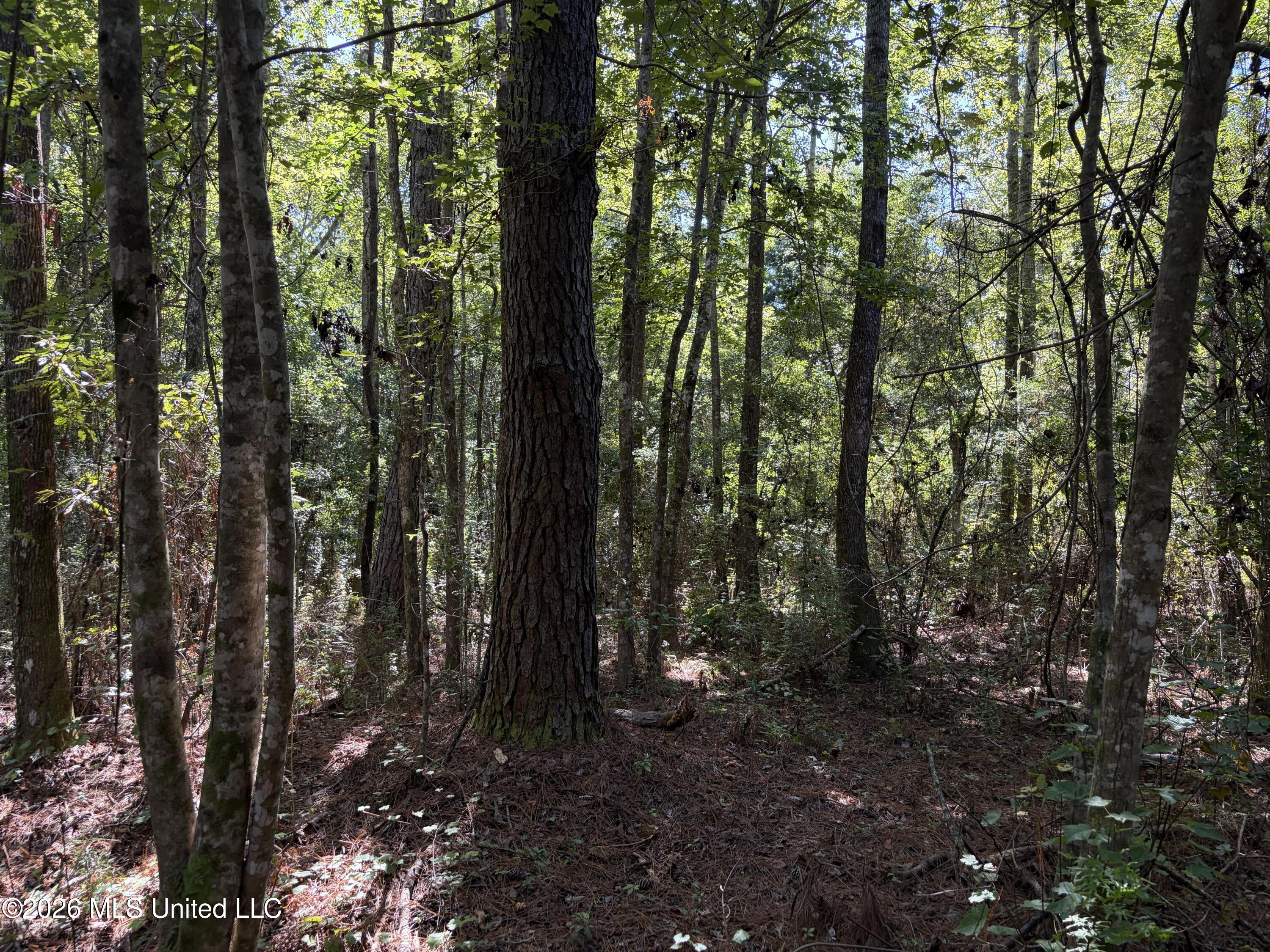 Rayford Shumock Road Moss Point, MS 39562 - Photo 6 of 40 IMG_4496