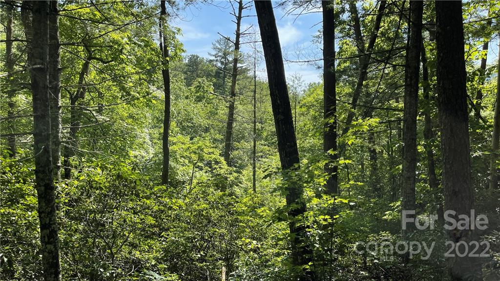 Lot 6 Fox Ridge Trail, Unit 6 Marion, NC 28752 - Photo 6 of 20 a close up of a green field