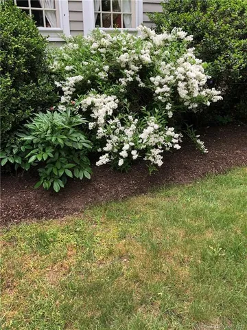 a plant with lots of flowers