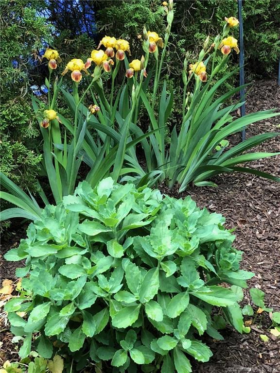 14 Quassuk Road, Unit 14 Woodbury, CT 06798 - Photo 23 of 23 a plant with lots of flowers