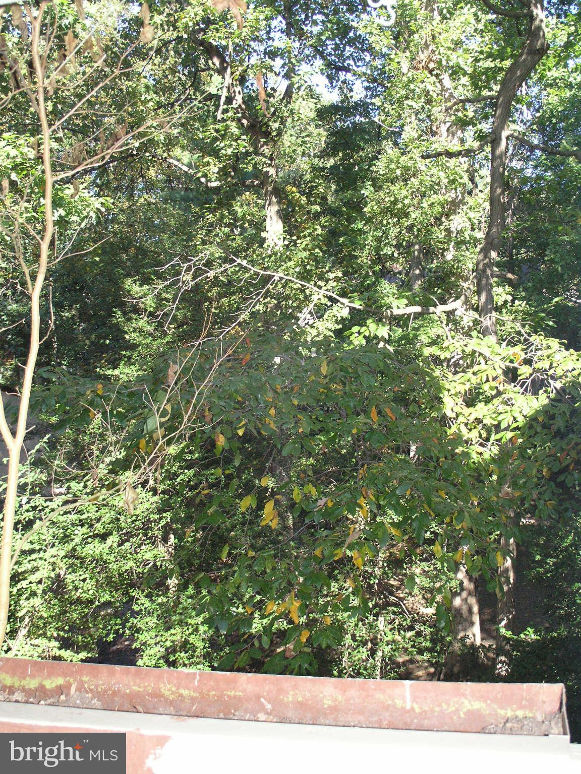 2210 Springwood Drive, Unit 208 Reston, VA 20191 - Photo 15 of 30 Treed View thru Kitchen SGD
