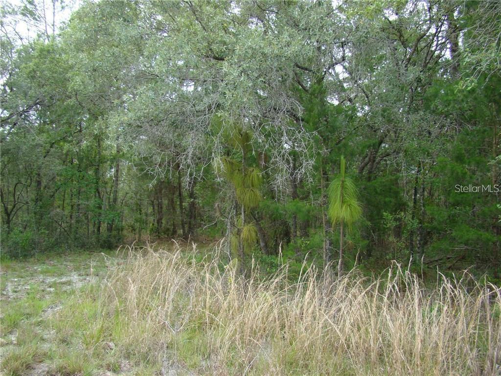 0 Goliath Court Weeki Wachee, FL 34614 - Photo 3 of 4 a view of a lush green forest
