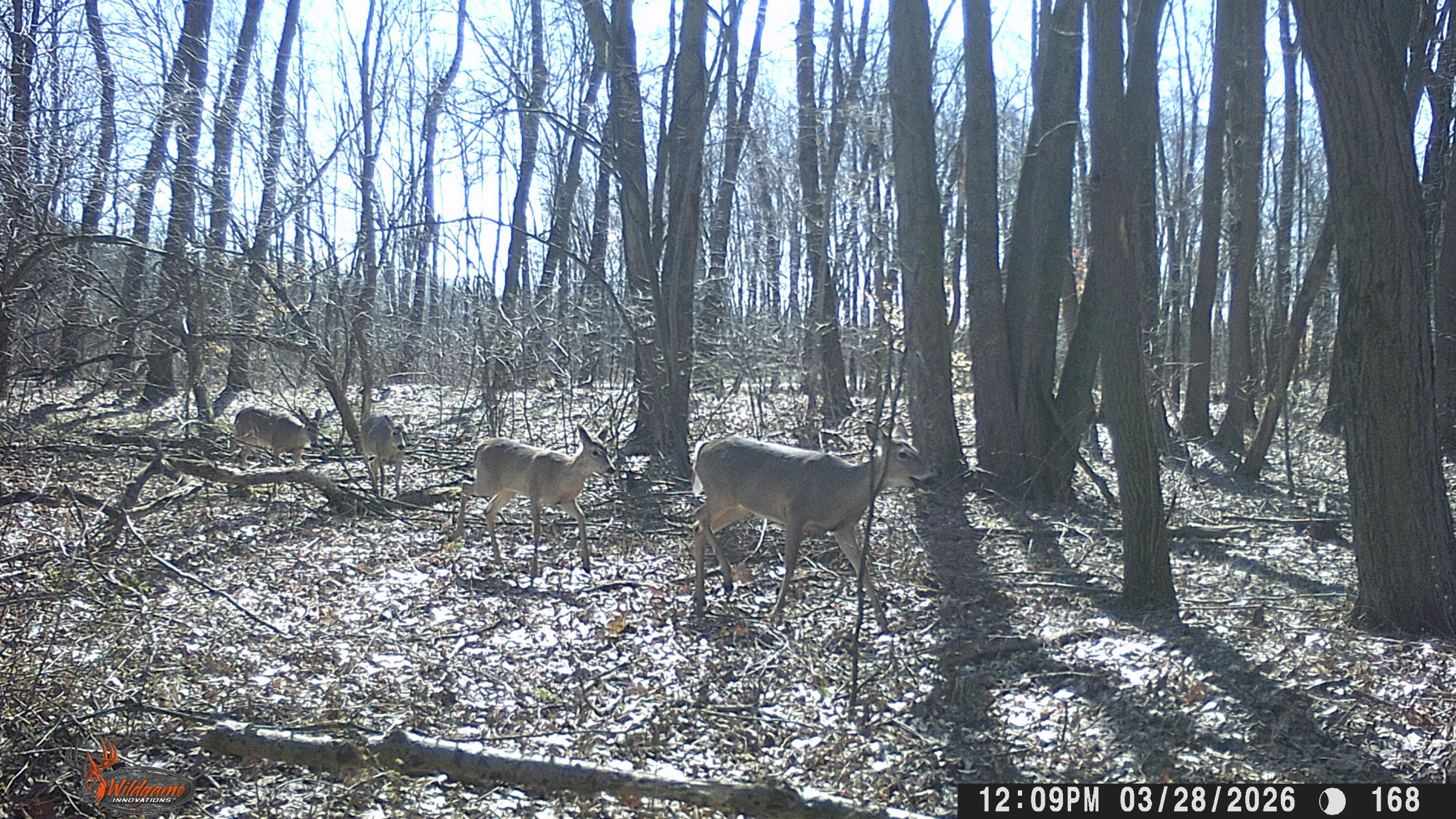 86960 County Road 681 Decatur, MI 49045 - Photo 48 of 57 WILDLIFE