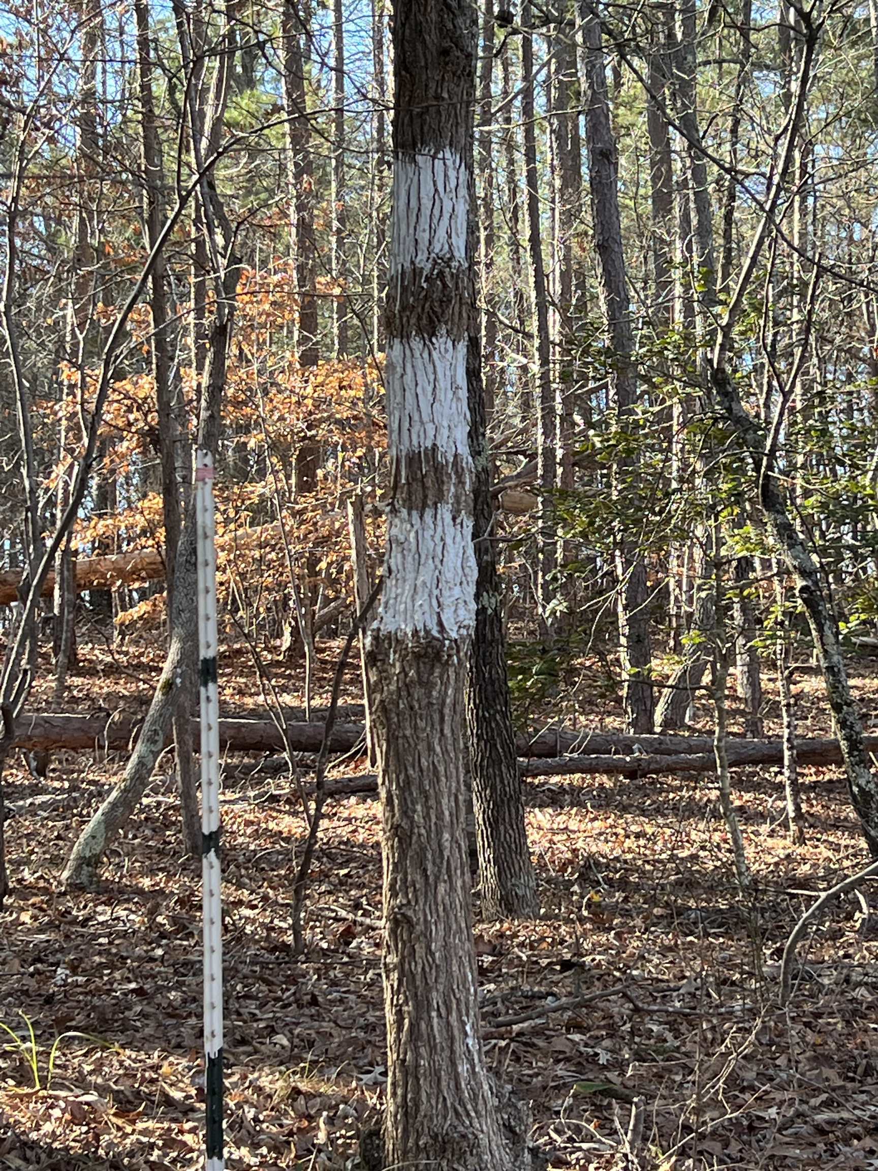 0 Old Seine Road Smyrna, SC 29743 - Photo 12 of 12